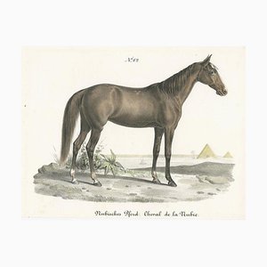 Carl Joseph Brodtmann, Nubian Horse, 1827, Paper