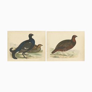 Beverly Robinson Morris, Illustrations of a Black Grouse and Red Grouse, Prints, Set of 2