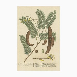 Blackwell, Tamarinier, Impression