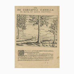 De Bry, Spices of the Tropics: Cinnamon and Cassia, 1601, Print