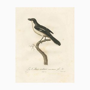 Pretre, Shrike Illustration, La Collurie Ardoisée, Handcolored Print, 1807