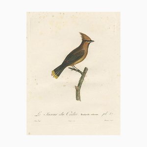 Louis Jean Pierre Vieillot, Cedar Waxwing, Original Handcolored Print