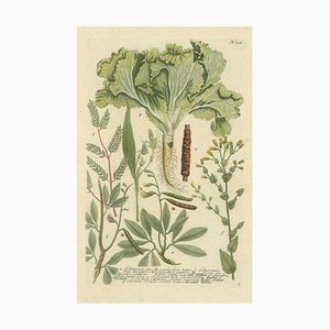 Laburnum and Florae, 1748, Paper