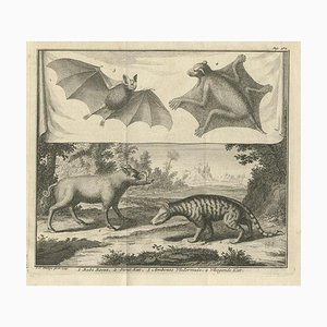 Aeg, Flying Cat with Pig and Bat and Civet Cat, 1729, Paper