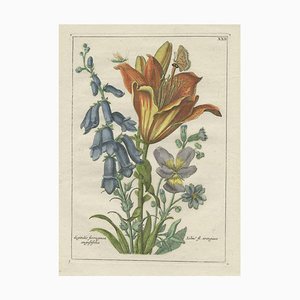 D'après van Brussel, The Orange Lily & Digitalis Ferruginea Angustifolia, 1794, Impression