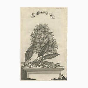 Clove Tree in the East Indies, 1659, Paper
