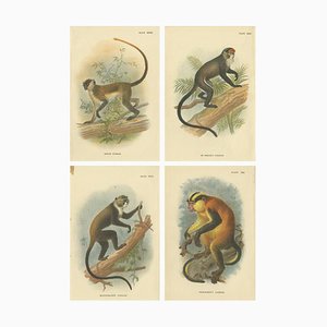 Lloyd, Guenon Monkey Species, 1890s, Paper, Set of 4
