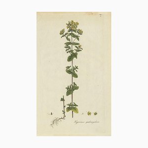 Curtis, Botany Illustration of a Species of St. Johnswort, 1777, Print