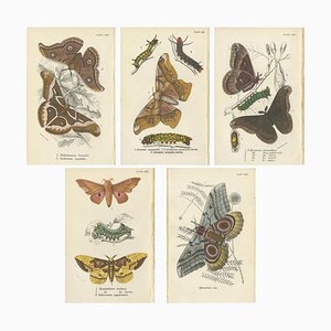 Lloyd, Diverse Moths, 1897, Drucke, 5 Set