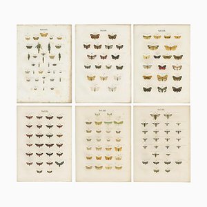 Ramann, Farfalle e falene, 1870, set di 6