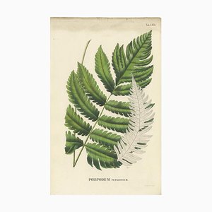 Carolo Ludovico Blume, Ferns of Java Polypodium, 1829, Handcolored Lithograph