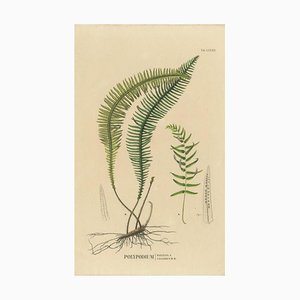 Carolo Ludovico Blume, Fougères de Java, Polypodium, 1829, Lithographie