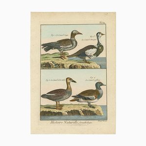 Quatre Canards, 1792, Gravure sur Cuivre