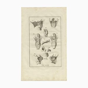 Bartolomeo Eustachi, Anatomy Illustration of the Head and Neck, 1798, Print
