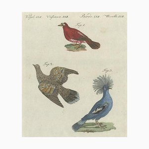 Bertuch, Various Foreign Pigeons Including the Crimson Pigeon, Print