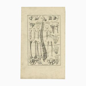 Bartolomeo Eustachi, Anatomy Illustration of the Human Skeleton, Spine, Bones, etc., 1798, Print