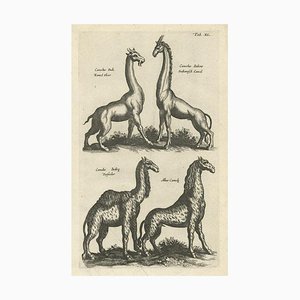 John Johnston, Vari animali, 1657, Carta