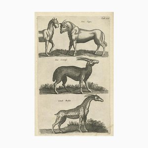 John Johnston, Lea Capra - Fantasy creature, Ovis Cretensis, Camelo Pardalis, 1657, Paper