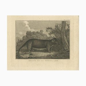 James Cook, Opossum, 1803, Carta