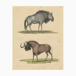 Wildebeest Blue and Black Gnu, 1845, Paper