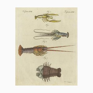 Friedrich Justin Bertuch, Various Lobster and Shrimp, Paper