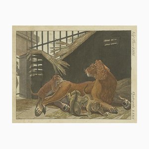 Dopo Bertuch, Lion e Lion Cubs, 1790, incisione su carta