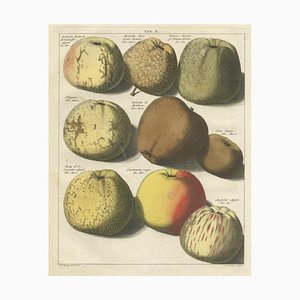 Pommes diverses, 1758, Papier