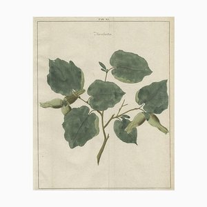 Johann Hermann Knoop, Common Hazel, 1758, Paper
