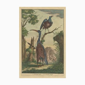 François Valentyn, Bird of Paradise and Other Bird Native to Indonesia, 1726, Paper
