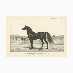 Cavallo arabo, litografia