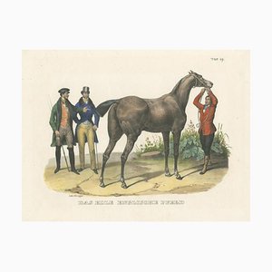 Cavallo inglese, 1827, carta