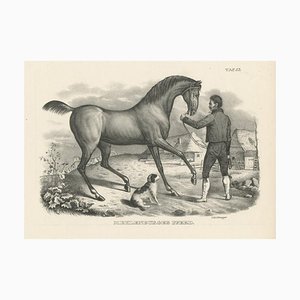 Schinz, Mecklenburger Horse, 1827, Print
