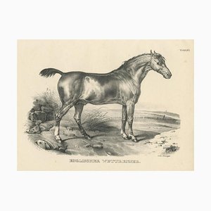 English Race Horse, 1827, Paper