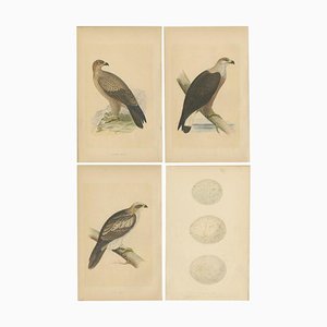 Adler und ihre Eier, Papier, 4 . Set
