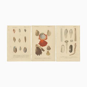 Charles d'Orbigny, Aquatic Elegance: Molluscan Diversity, 1849, Carta, set di 3