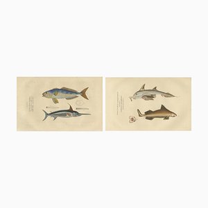 Drapiez, Espadon & Sealife, 1845, Gravure coloriée à la main