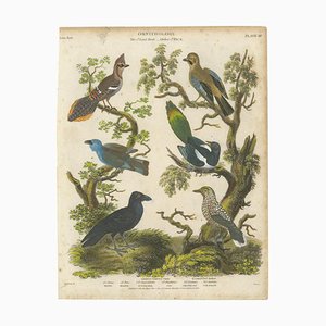 Ornithology Piciformes Plate III, 1811, Paper