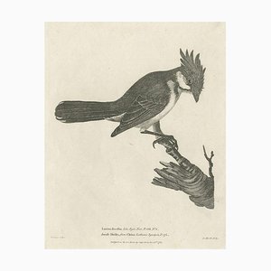 The Red-Whiskered Bulbul, 1788, Paper