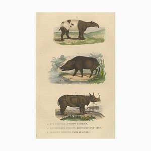 Mammifères Terrestres, 1845, Papier