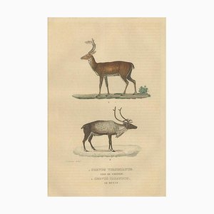 Il cervo dalla coda bianca e la renna, 1845, carta