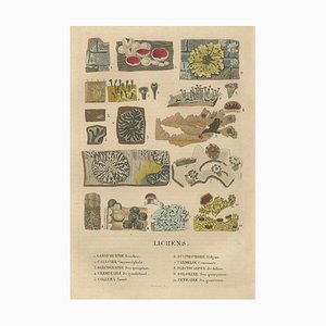 Drapiez, Variétés de Lichen, 1845, Gravure