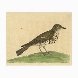 Albin, Mistle Thrush, Print