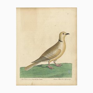 Albin, Tourterelle des Indes orientales, 1740, Impression