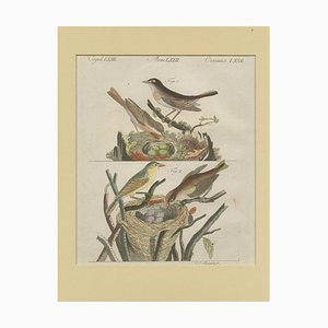 Schmuzer, Nightingales, Engraving
