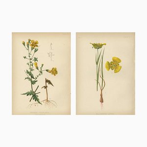 Meehan, Native US Flora, Chromolithographs, 1879, Set of 2
