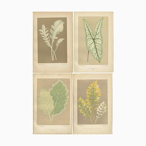 Study of Leaves and Patterns, 1880, Paper, Set of 4