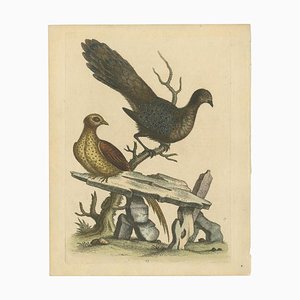 George Edwards, Grey Peacock-Pheasant Hen, 1746, incisione su carta