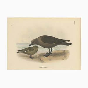 Comò, The Common Skua, Stampa colorata a mano