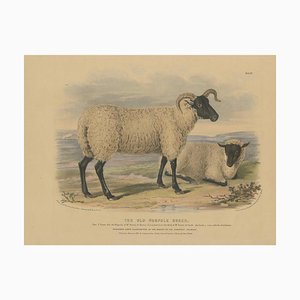 Dopo W. Nicholson, Ewe and Lamb of the Norfolk Breed, 1841, Litografia su carta