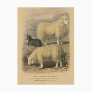 Fairland after W. Nicholson, Sheep from the Wicklow Mountains, 1842, Lithograph on Paper